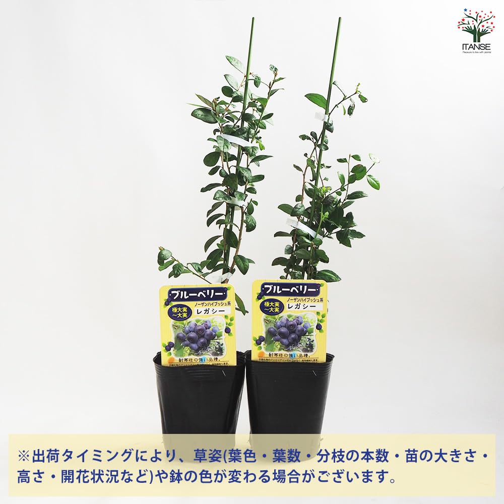 Amazon.co.jp: ITANSE ブルーベリーの苗木 レガシー 5号 1個売り
